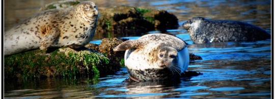 Monterey Bay is all about the wildlife. And chowder.