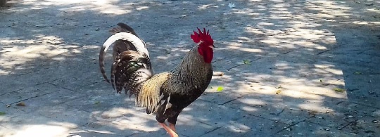 Rooster Plays Chicken in the Plaza at High Noon
