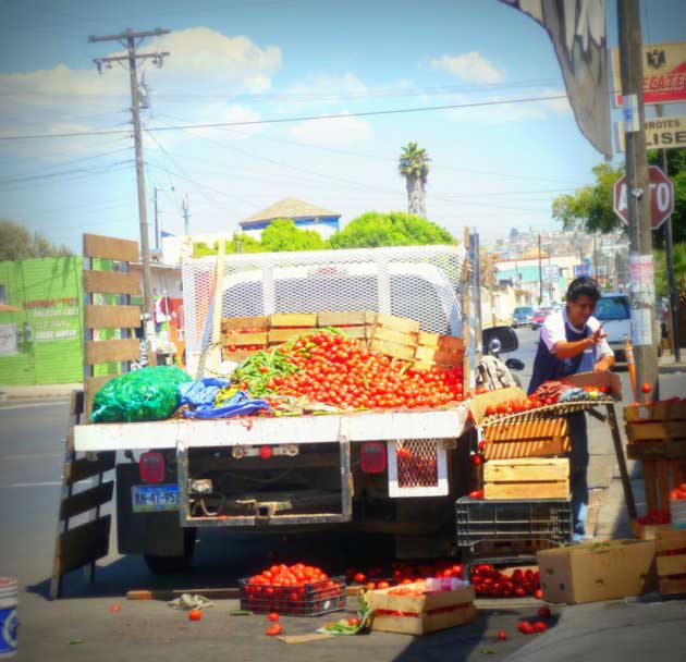 Man loading loose tomatoes from the back of his truck into wood crates for Los Globos open air market in Ensenada, Baja California Norte, Mexico.